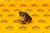 Термостат JCB (OEM) Термостат JCB (OEM)