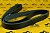 Ремень системы охлаждения JCB (CONTITECH) 320/08601